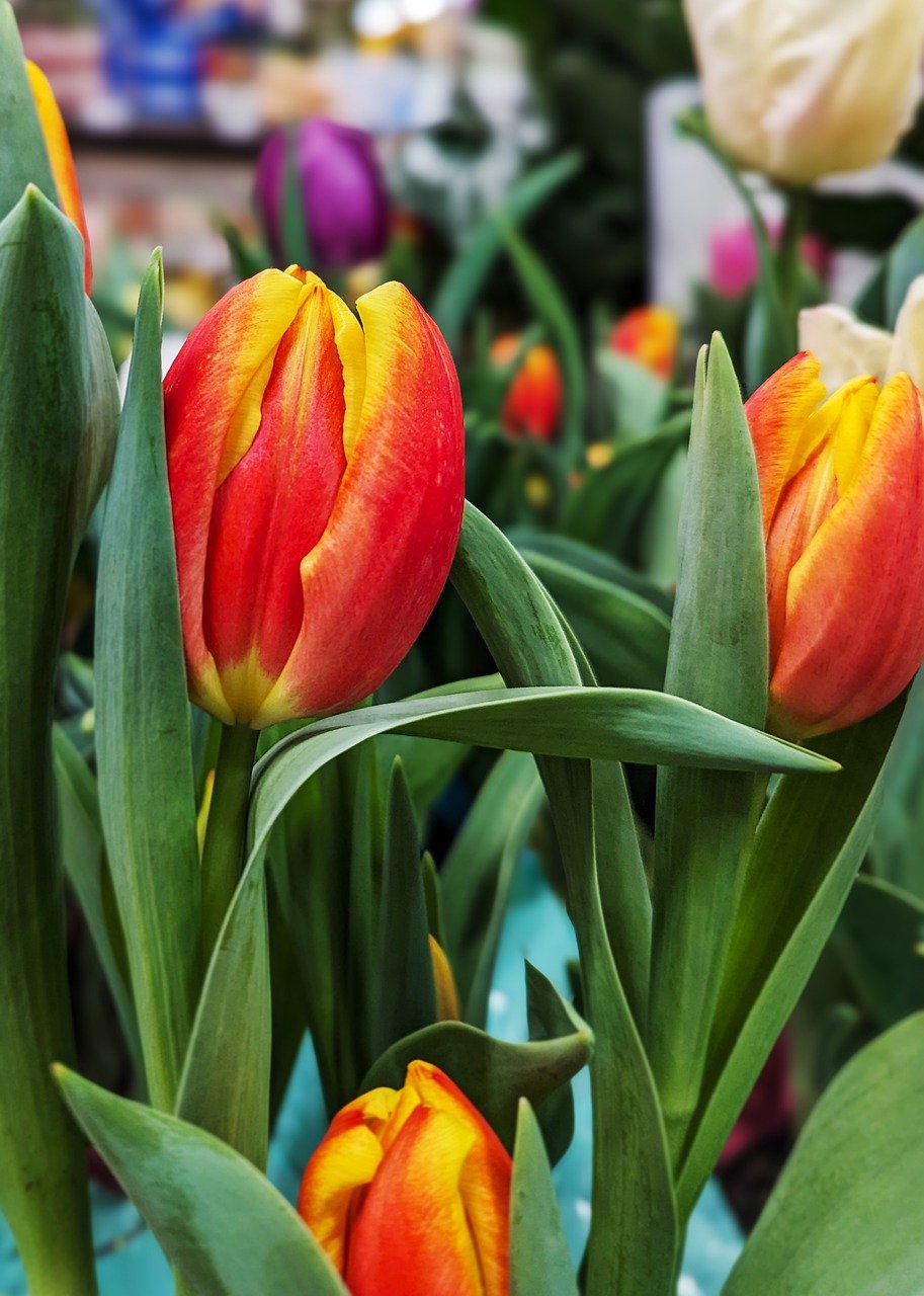 tulips, beautiful flowers, flowers-8550872.jpg